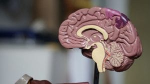 Desenvolvimento Cerebral: Nutrientes Essenciais para Crianças